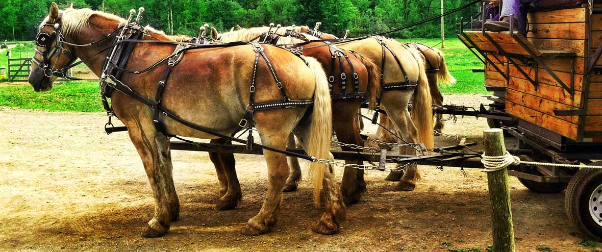 Ole Covered Wagon Tours