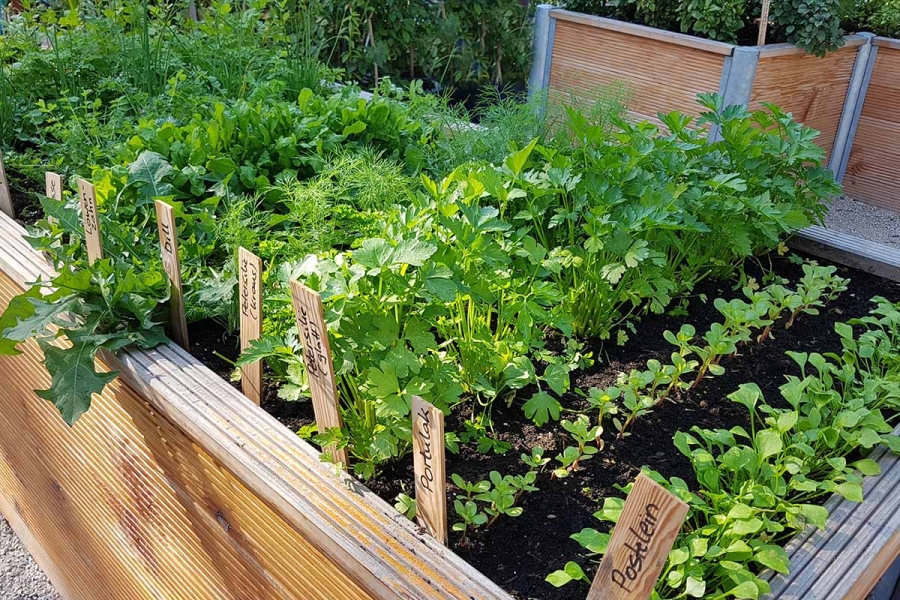Benefits-of-Raised-Bed-Gardening-Feature
