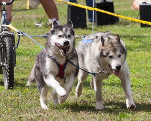 sled-dog